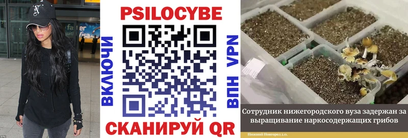 купить наркотики сайты  Себеж  Галлюциногенные грибы Magic Shrooms 